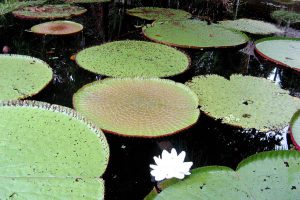 Amazonas